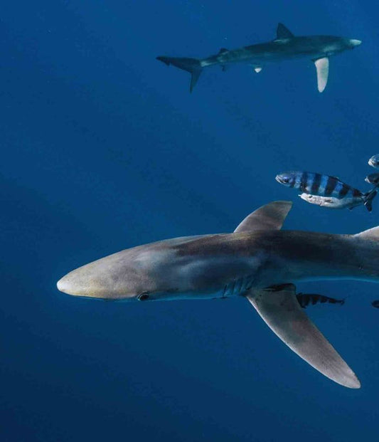 Ocean Blue On Block Bracelet F8120029